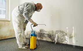 Why You Should Choose Our Mold Remediation Services in Hernando Beach, FL